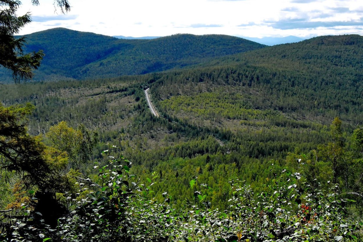 Тайга Амурской области