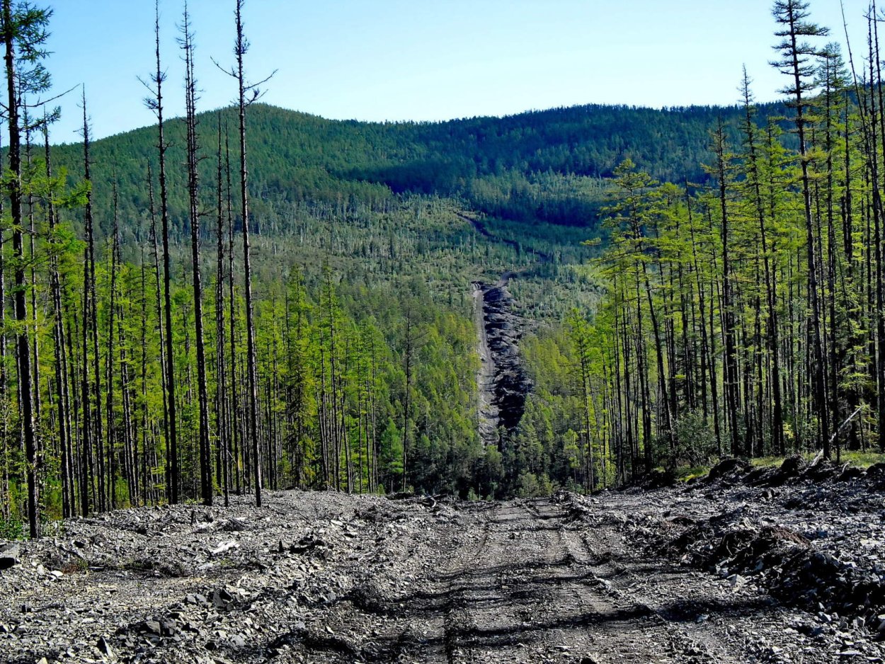 Тайга Приамурья