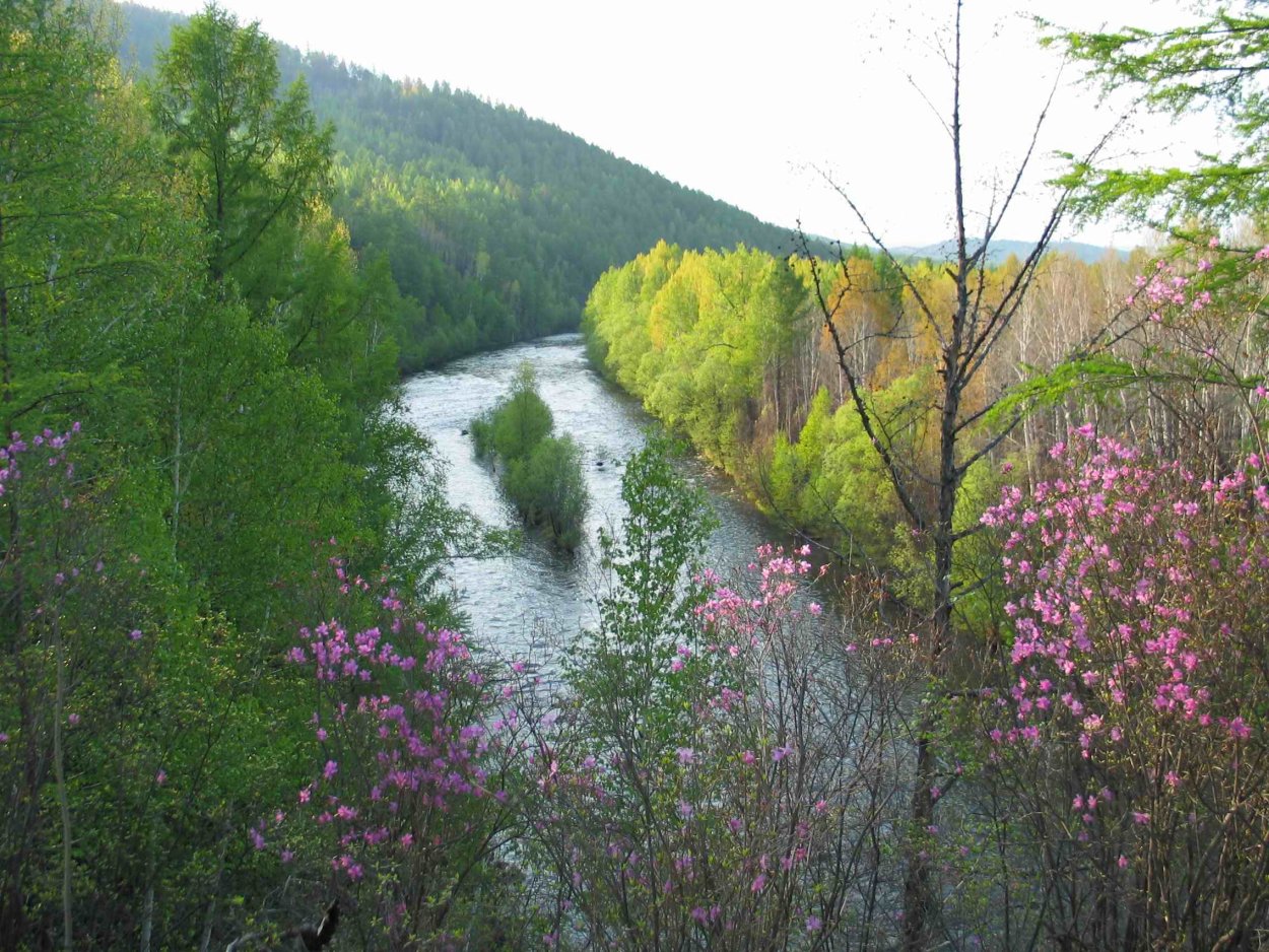 Амурская тайга