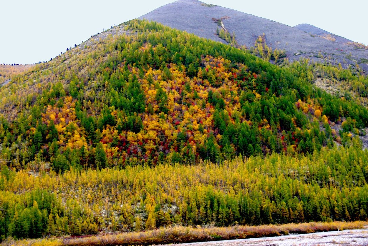 Уссурийская Тайга