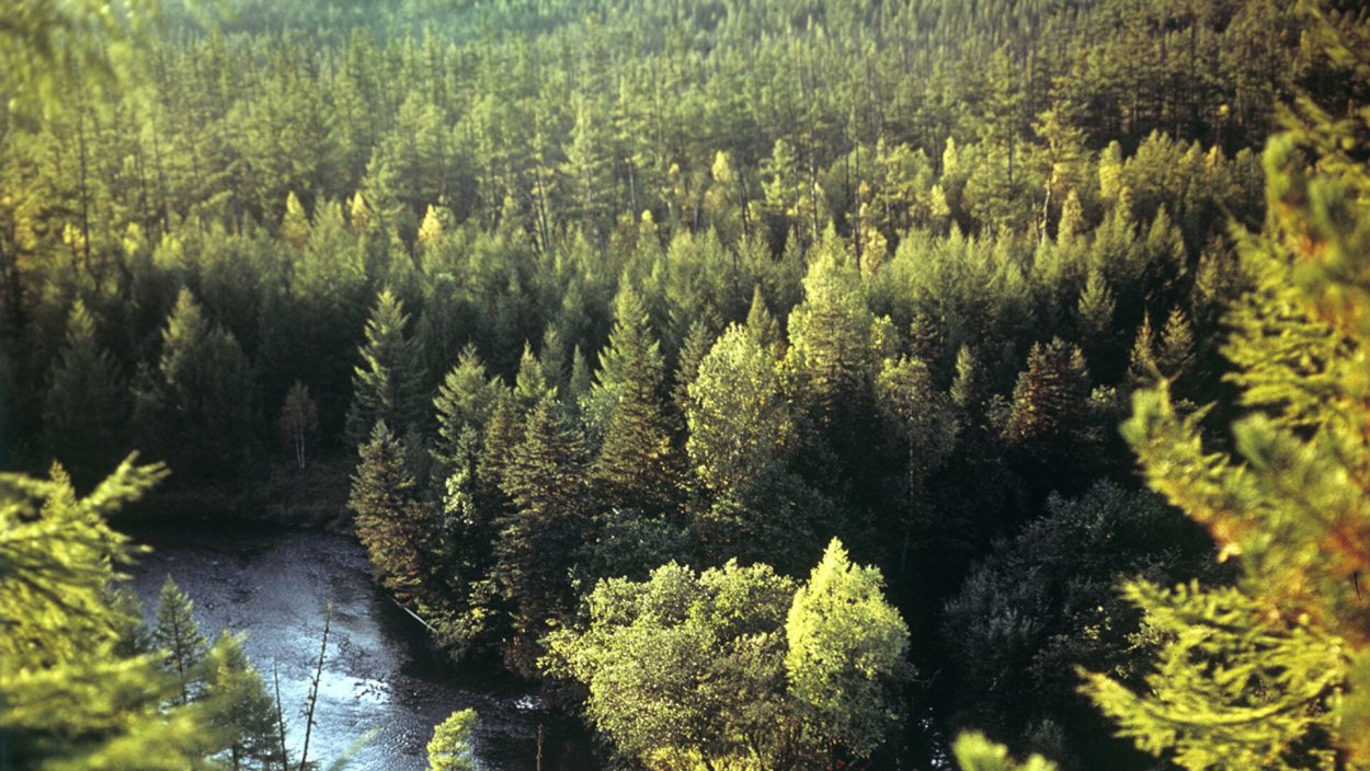 Лес Амурской области