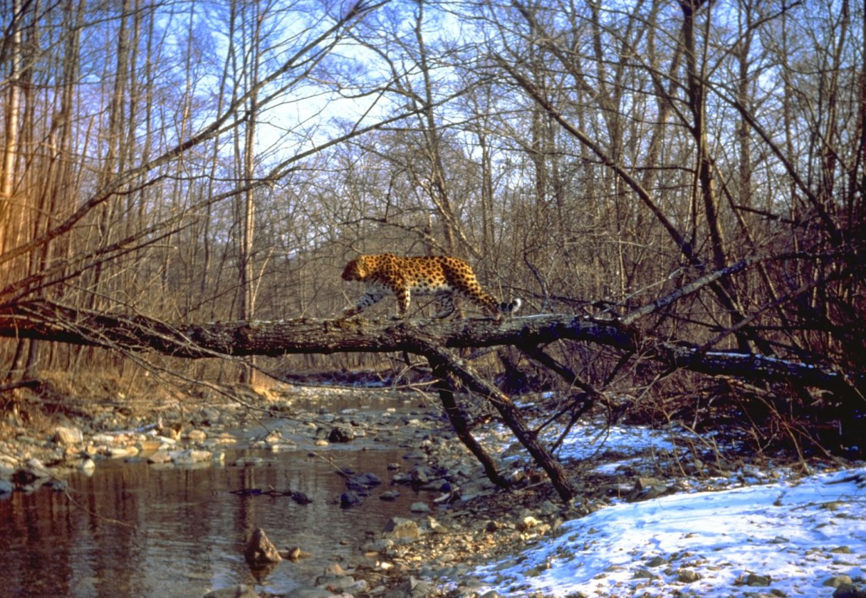 Леопард Приморье Дальневосточный охота