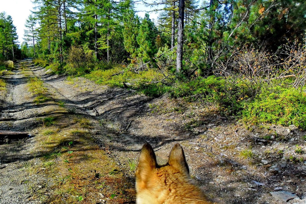 Тайга Амурской области