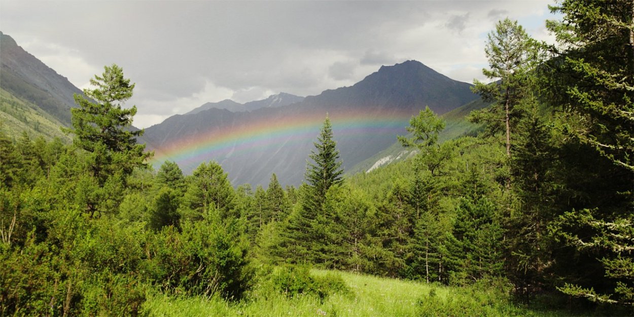 Дальневосточная Тайга фото