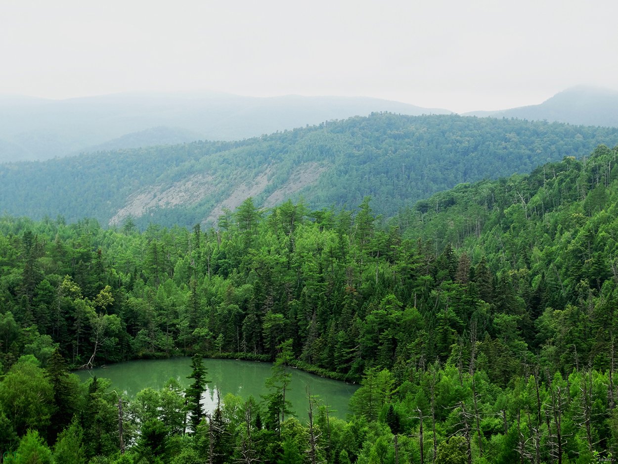 Тайга Сихотэ-Алиня