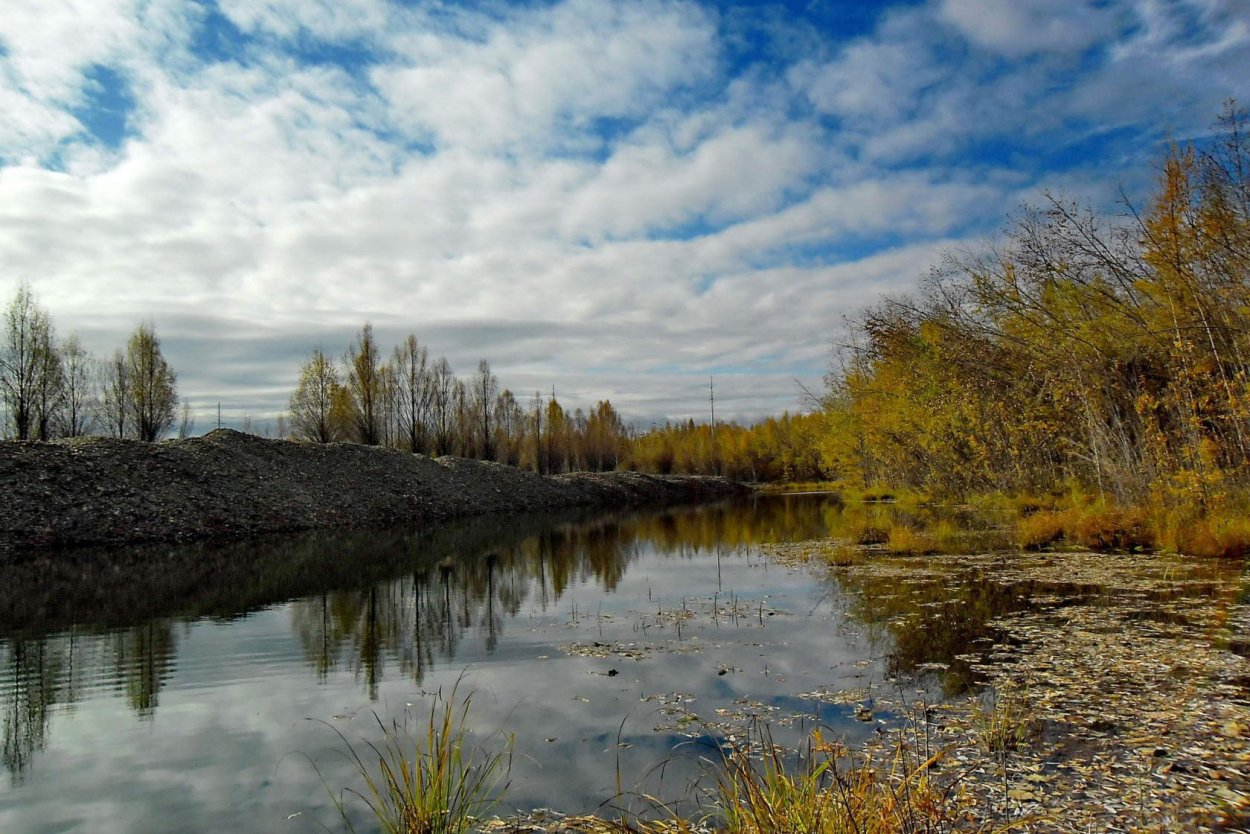 Амурская Тайга