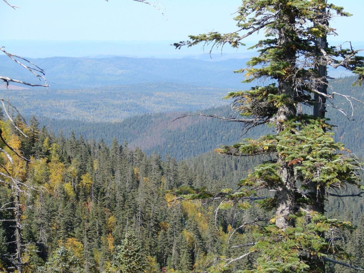 Тайга природа Тюменская