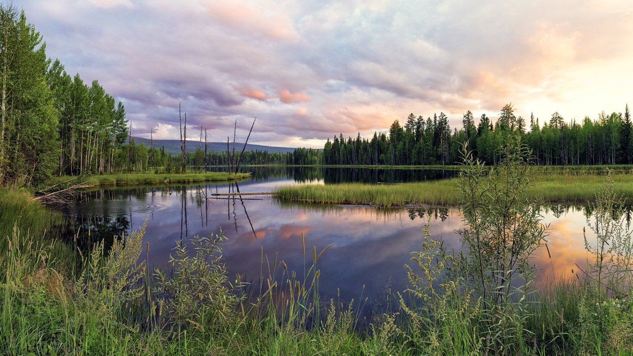 Амурская Тайга