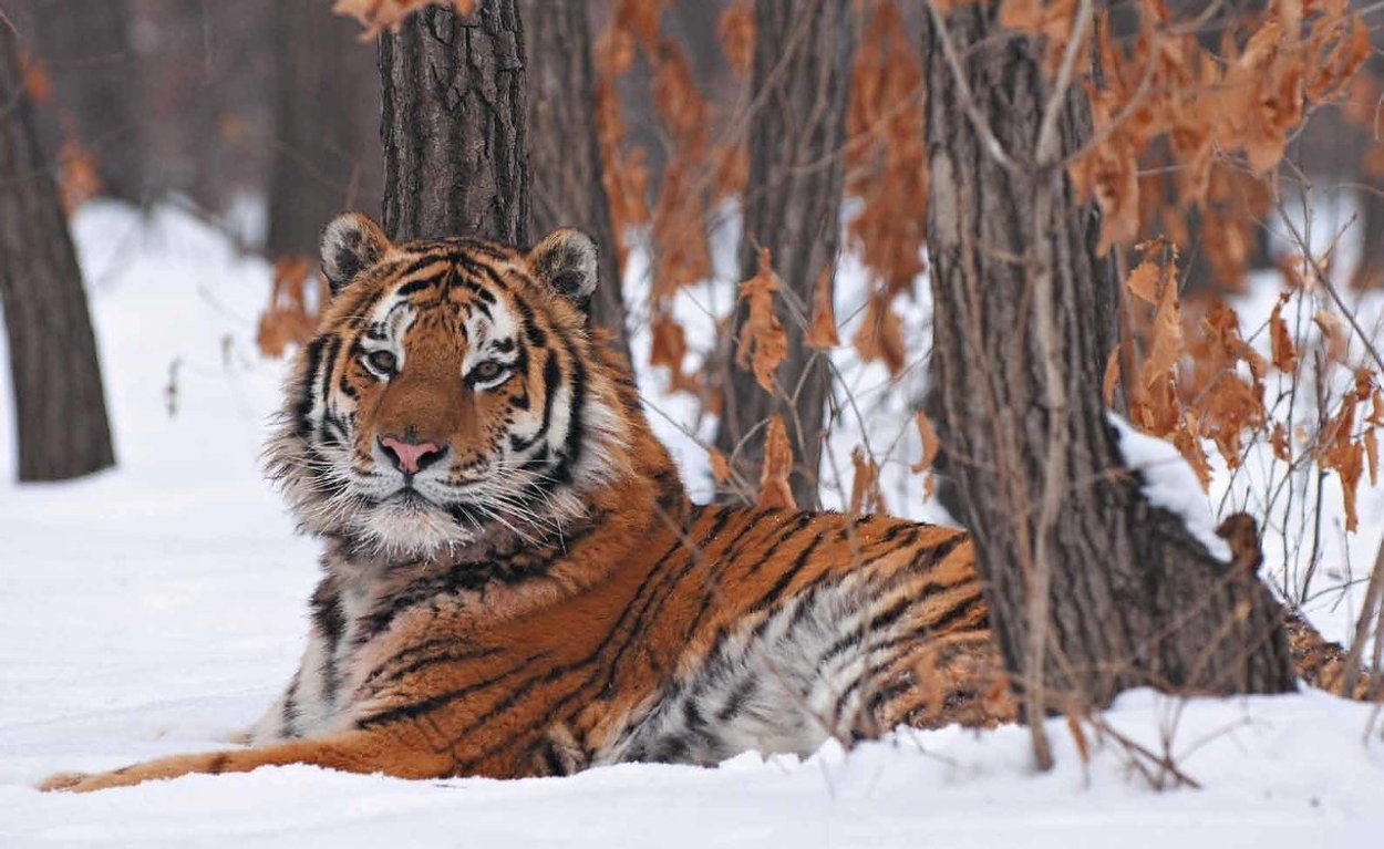 Уссурийский тигр в тайге