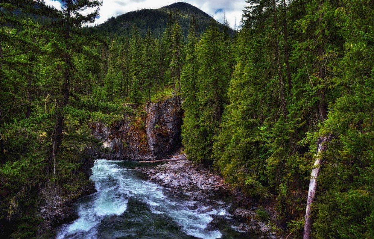 Тайга дальнего Востока