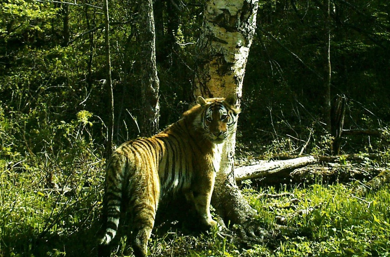 Заказник Бирский Хабаровский край