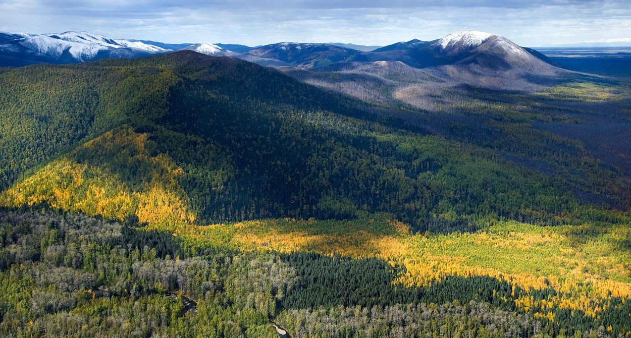 Тайга Амурской области