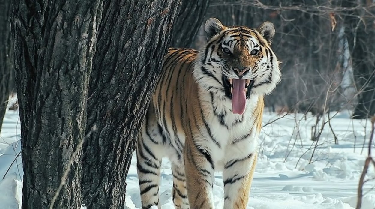 Амурский Сибирский тигр