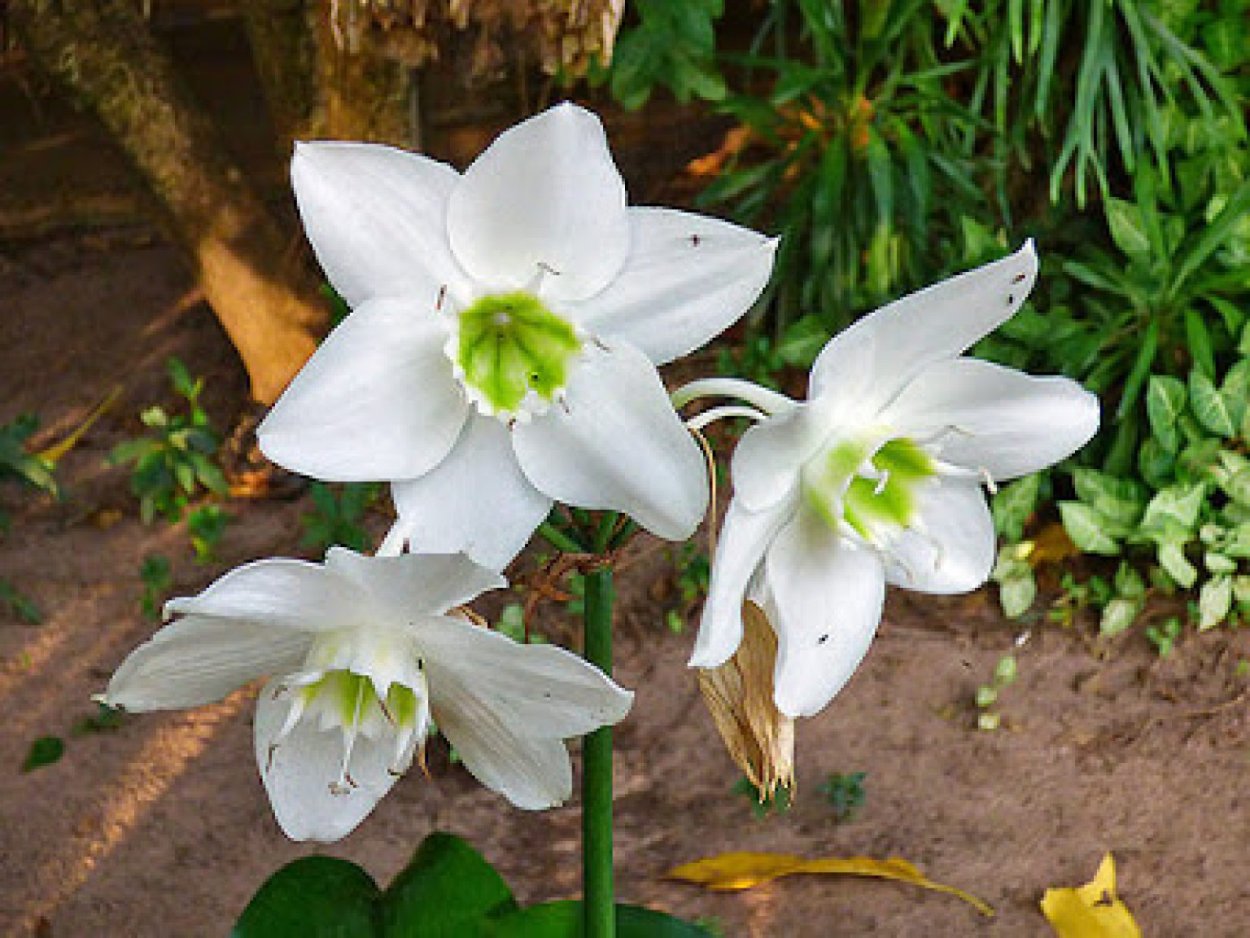 Белый цветок домашний название. Эухарис амазонский. Эухарис цветок. Лилия эухарис. Нарцисс - эухарис,.
