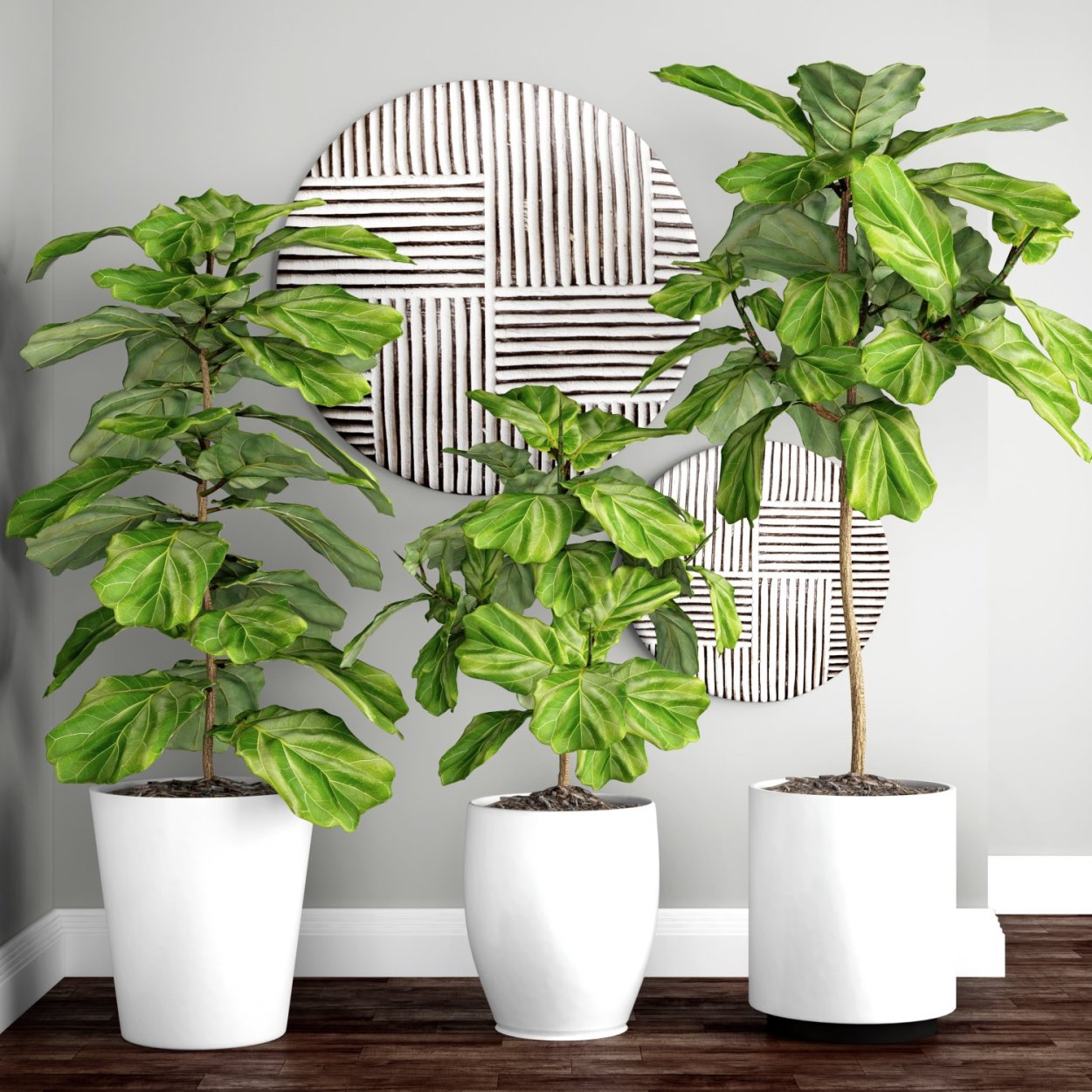 Terranova Ficus