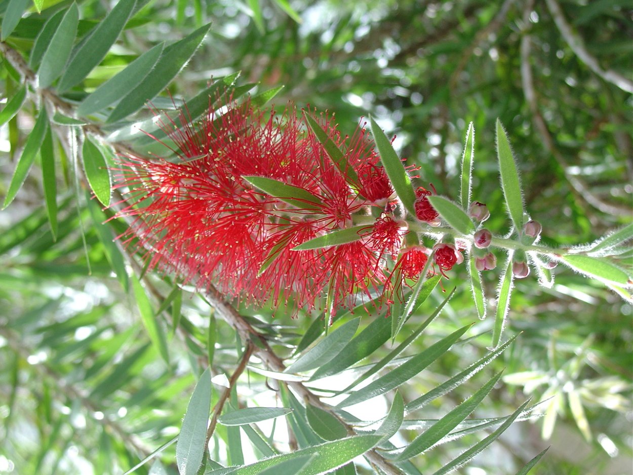 Мелалеука little Red