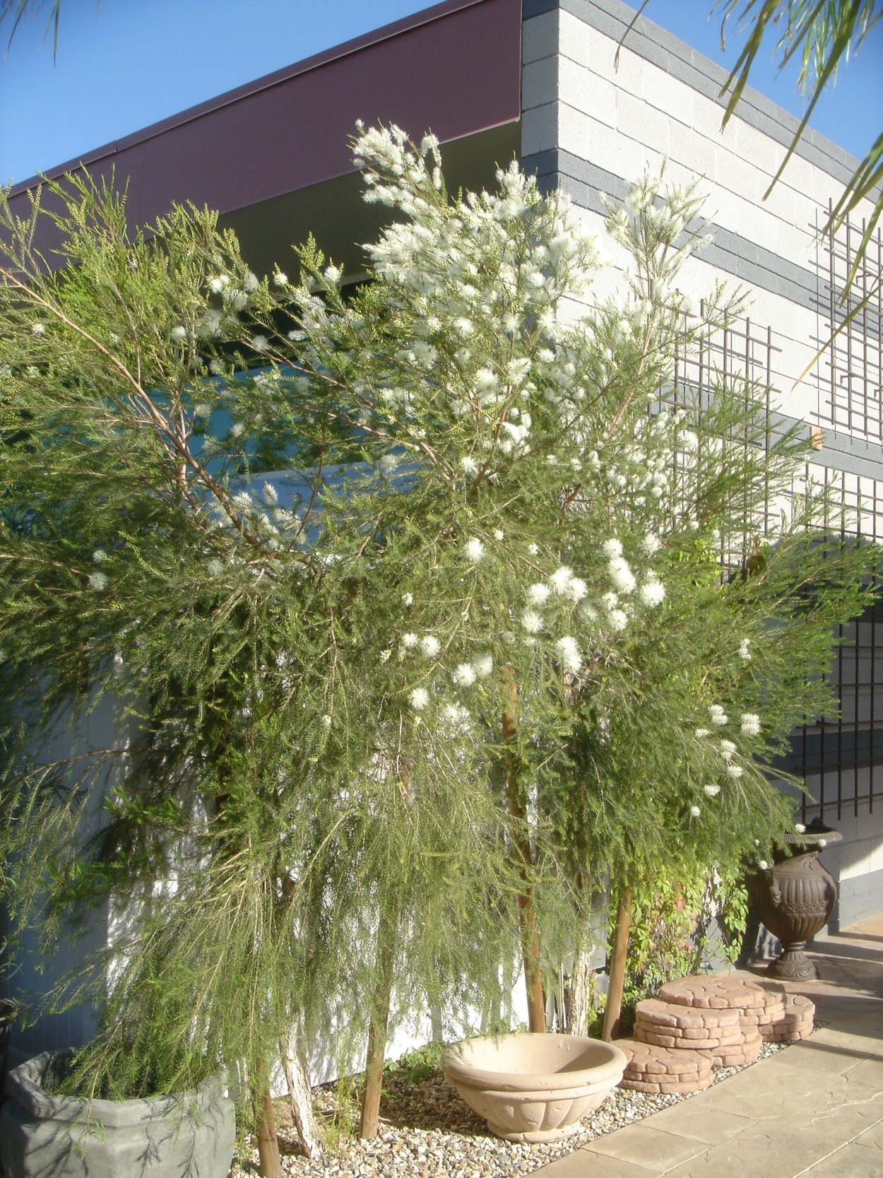 Melaleuca alternifolia