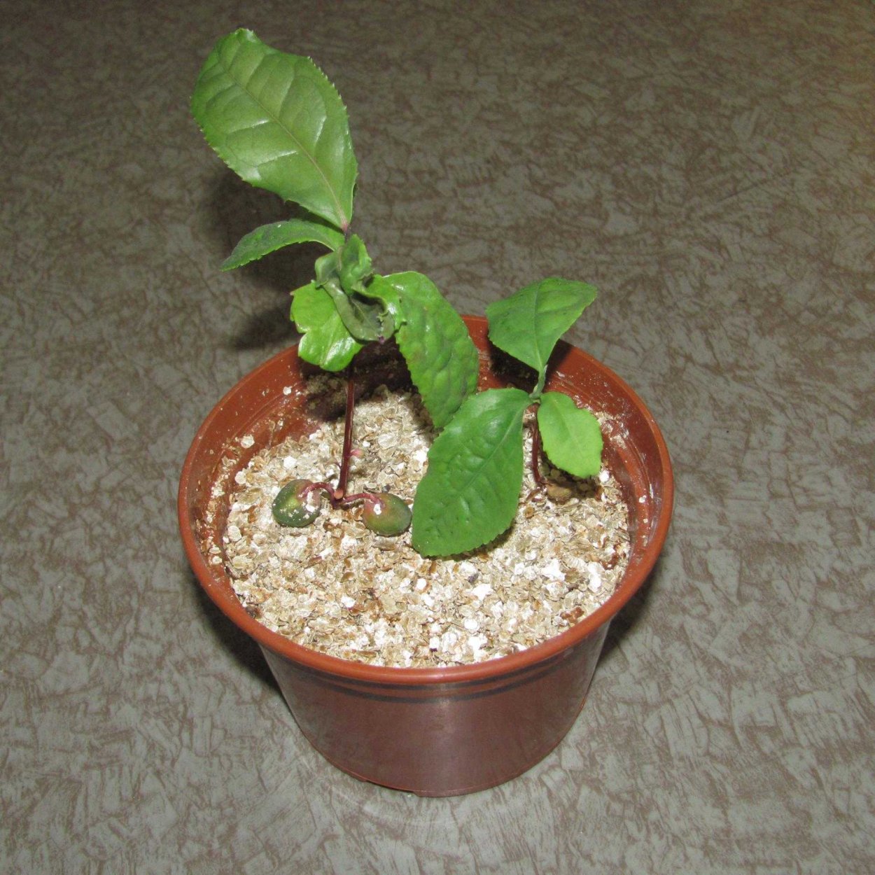 Ростки камелии