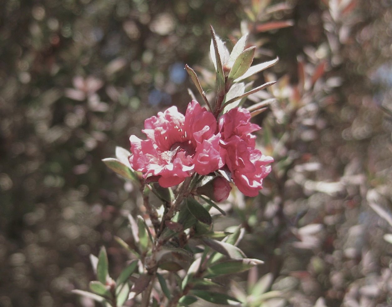 Leptospermum scoparium (чайное дерево)