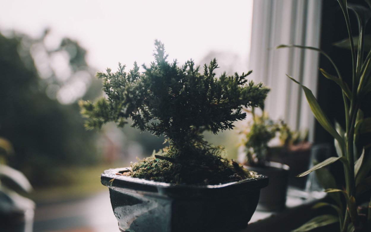 Цветы в горшках Эстетика