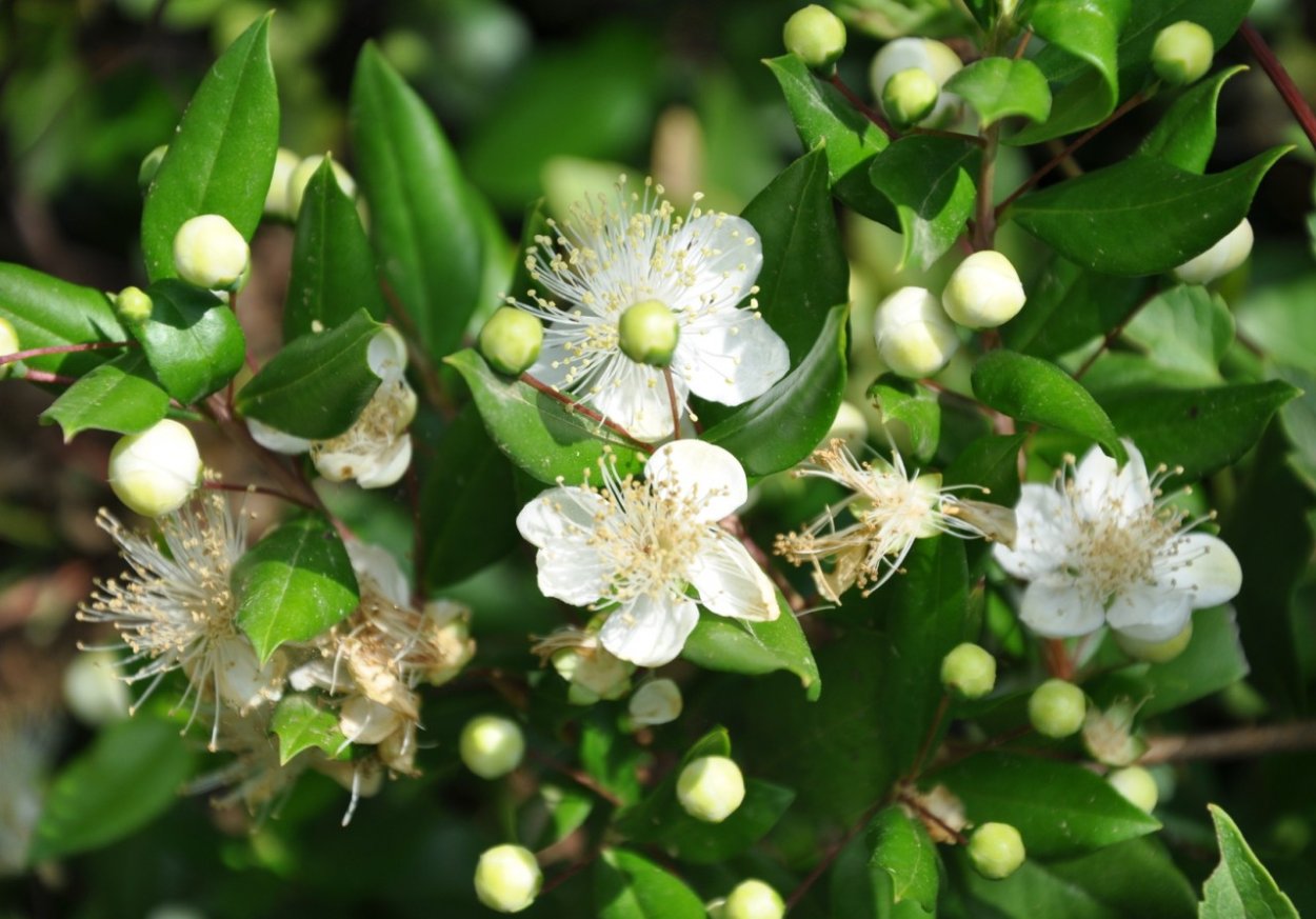 Мирт (Myrtus)