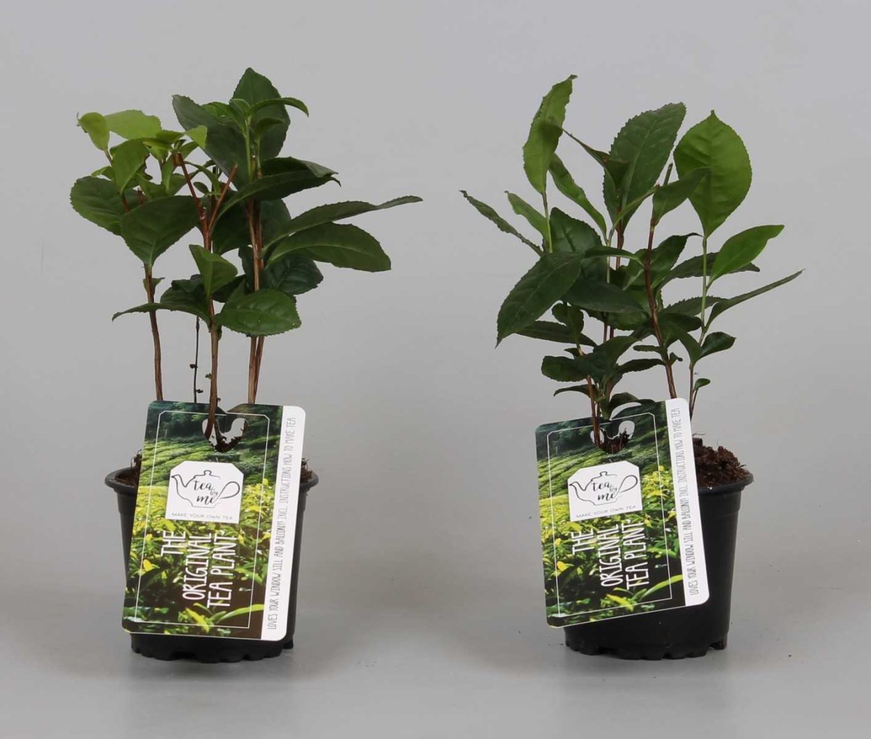 Камелия китайская саженцы