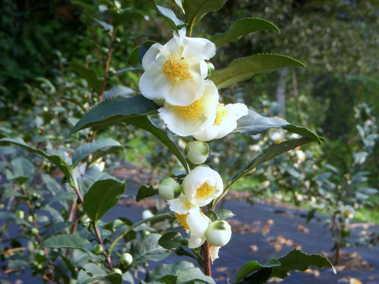 Soyud agacnin.ciceyi