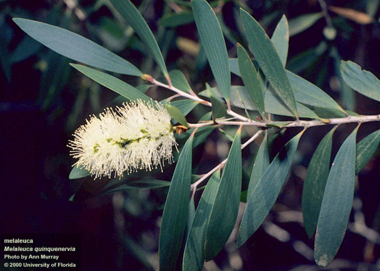 Melaleuca quinquenervia