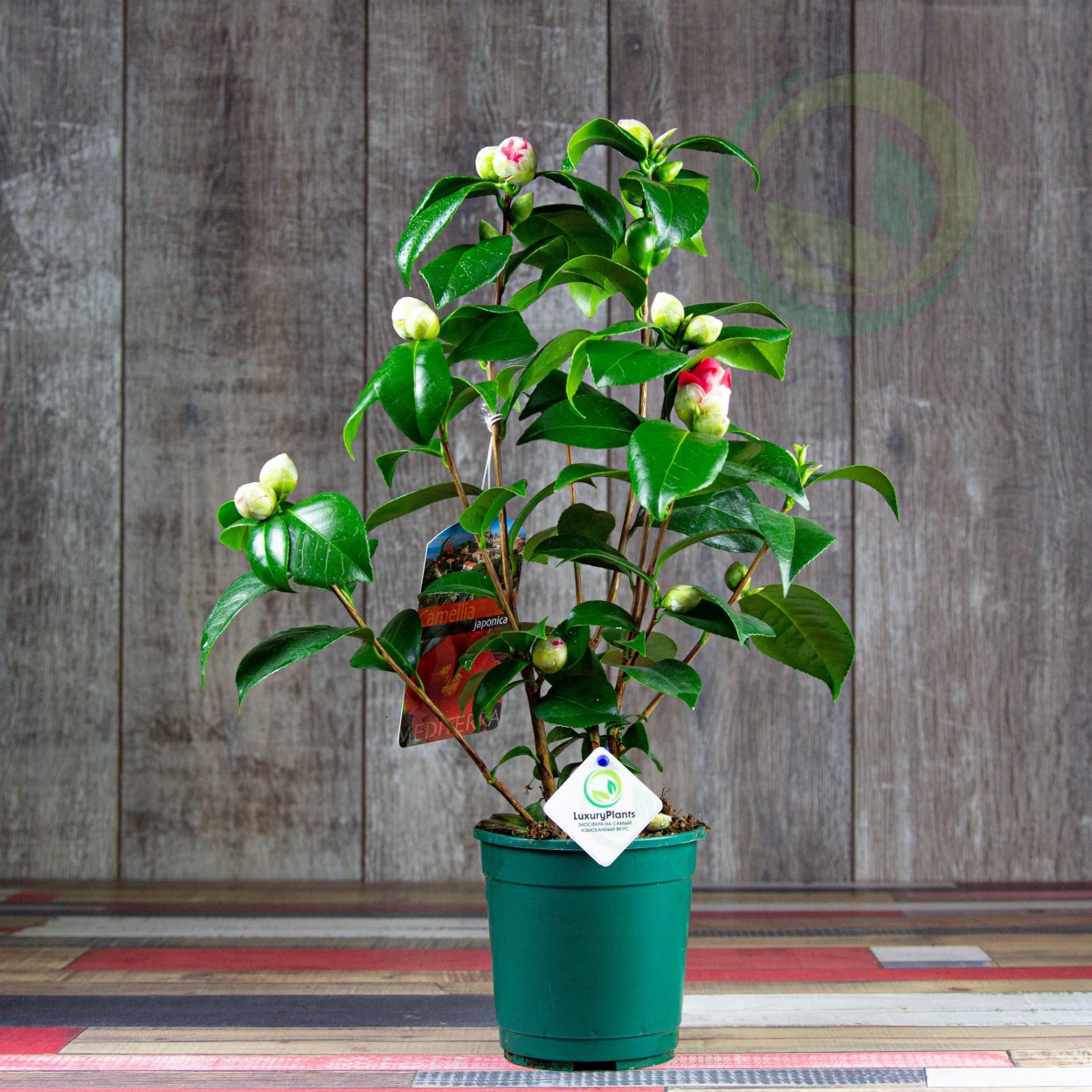 Камелия Японика цветок