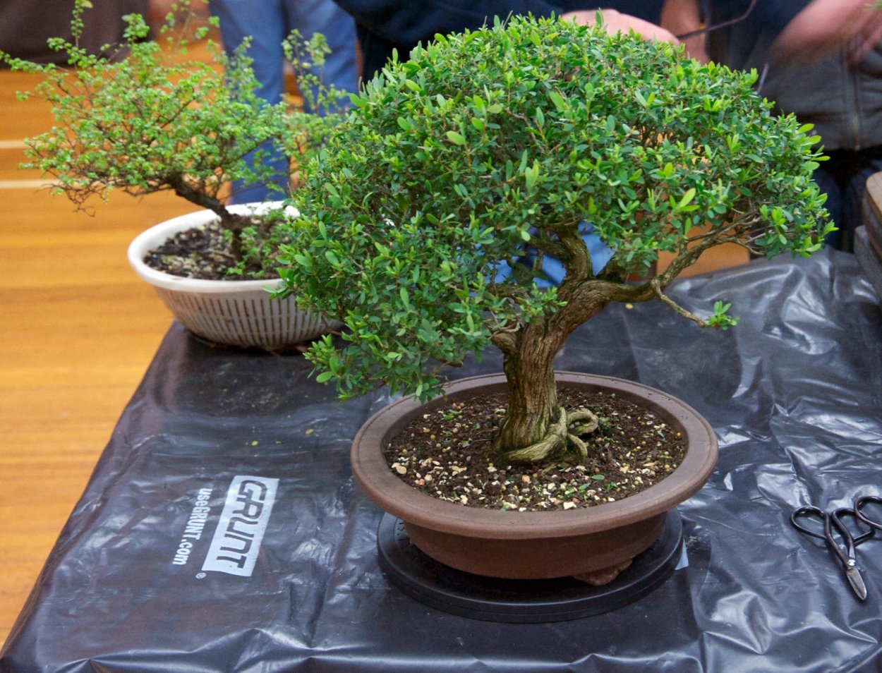 Лептоспермум бонсай