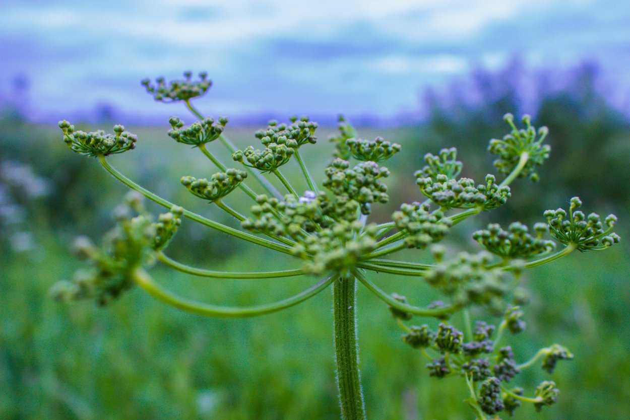 Зонтичные растения сорняки