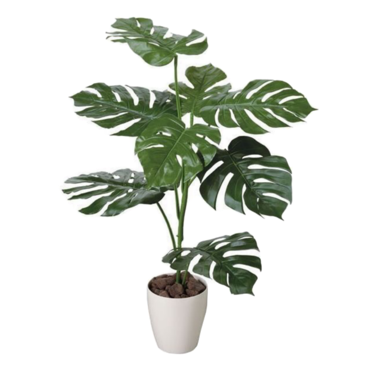 Монстера в горшке