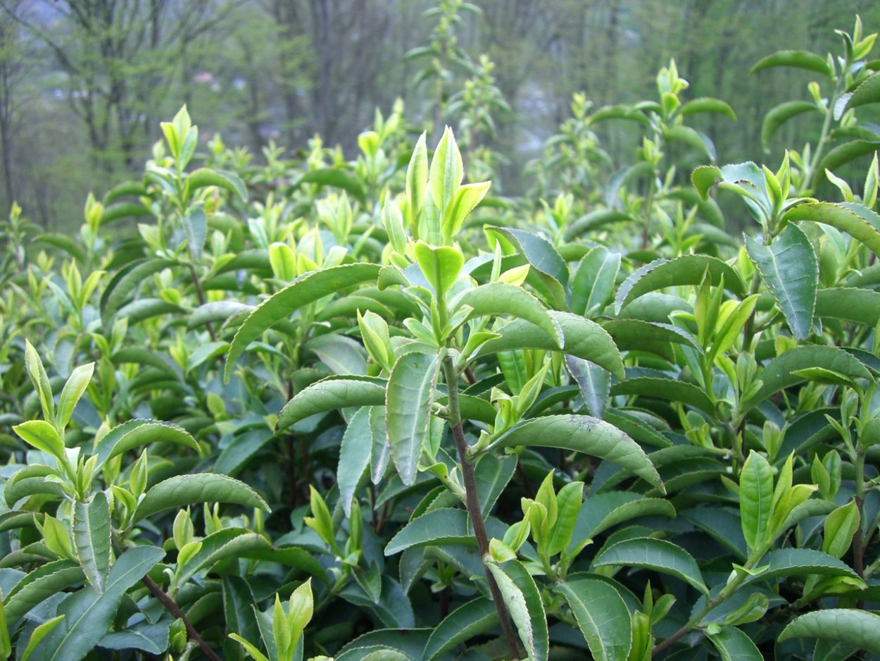 Чайные плантации Камелия Синенсис