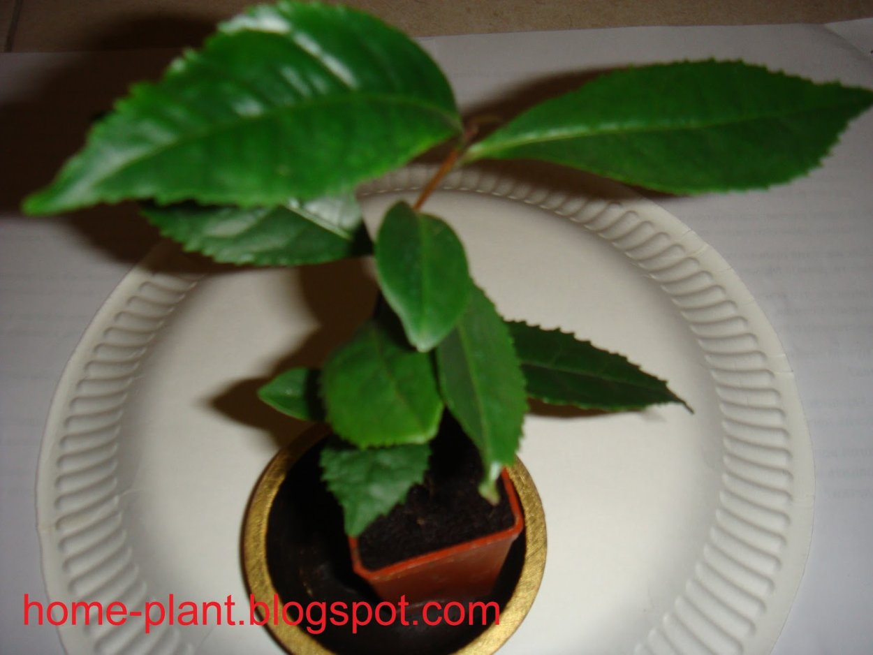 Камелия sinensis в горшке