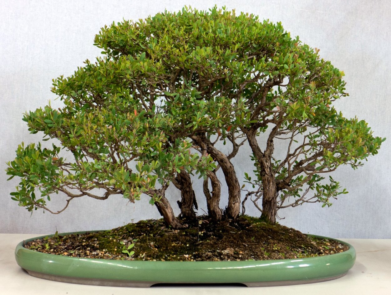 Sparmannia africana бонсай