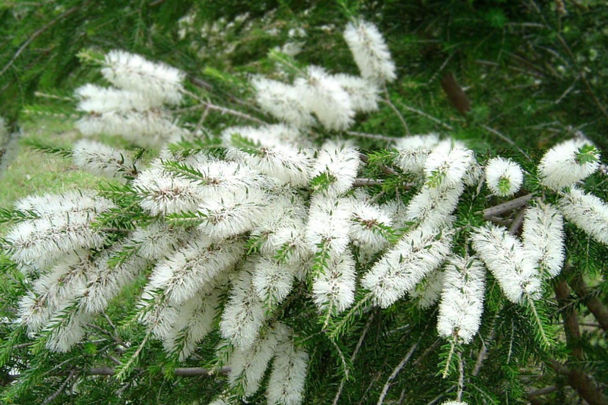 Мелалеука вересколистная