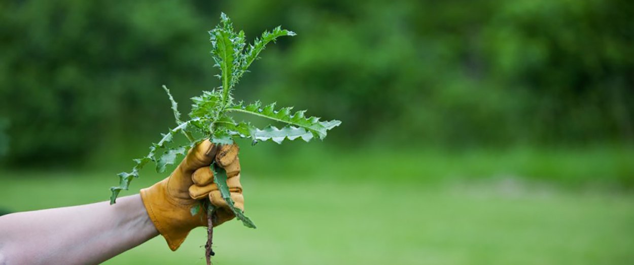 Полоть сорняки