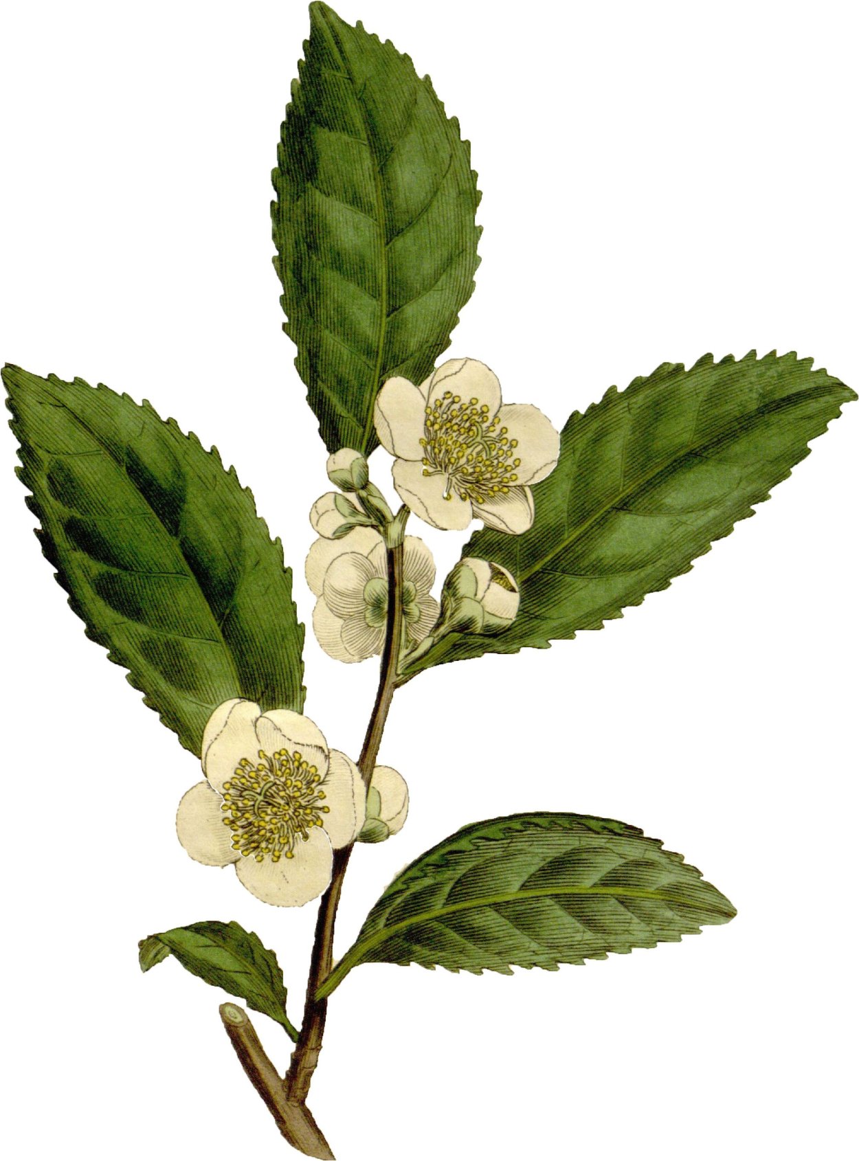 Camellia sinensis Botanic