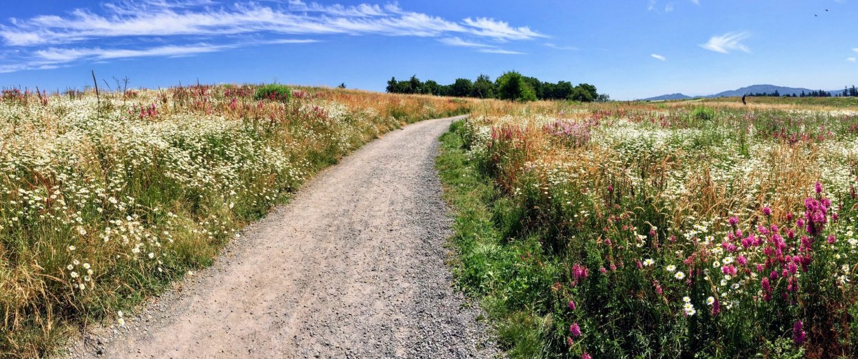 Цветы вдоль дороги