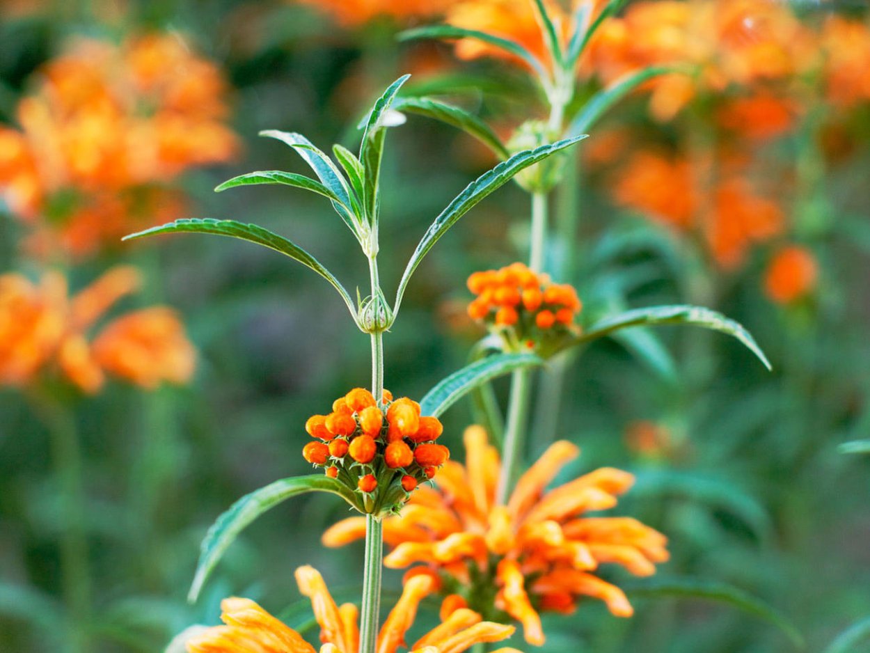 Оранжевые многолетники