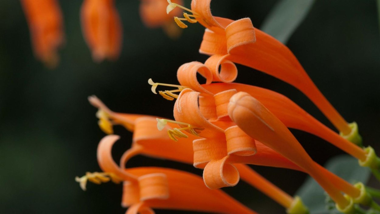 Цветок Пиростегия