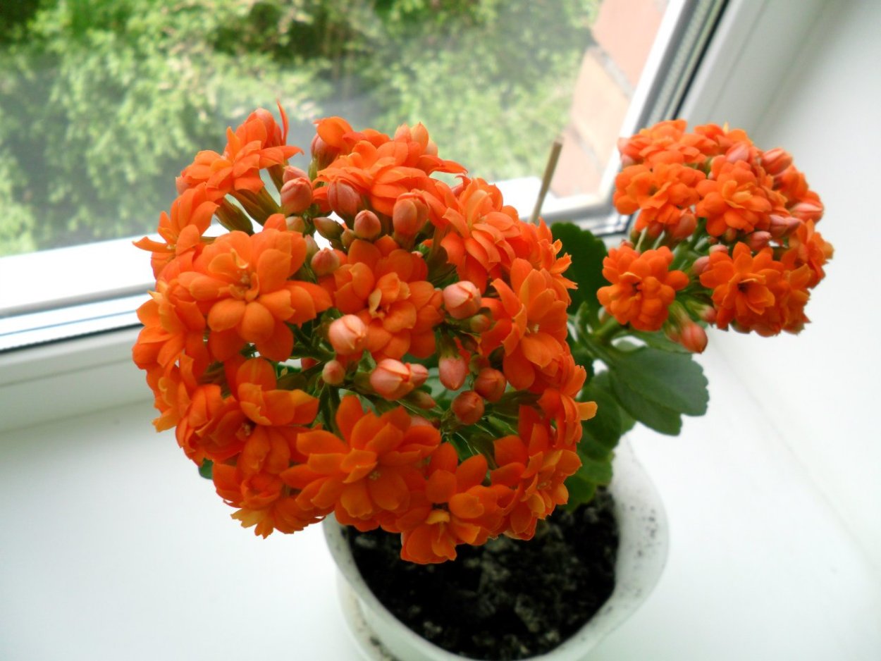 Каланхоэ оранжевый