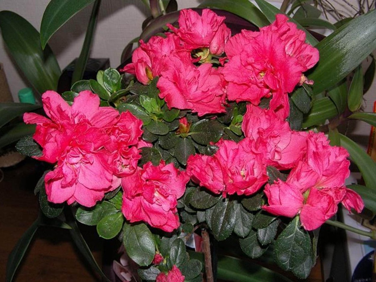 Азалия красная комнатная