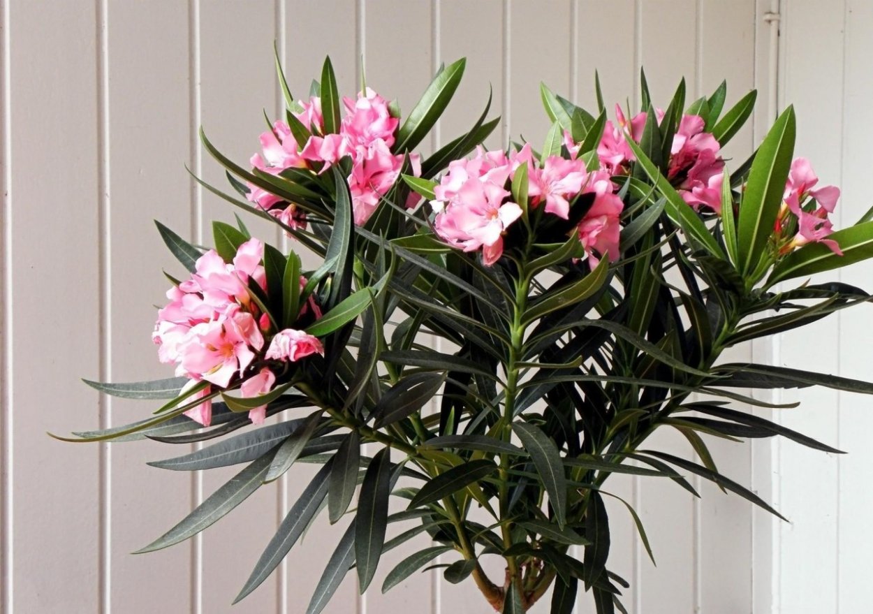 Олеандр цветок