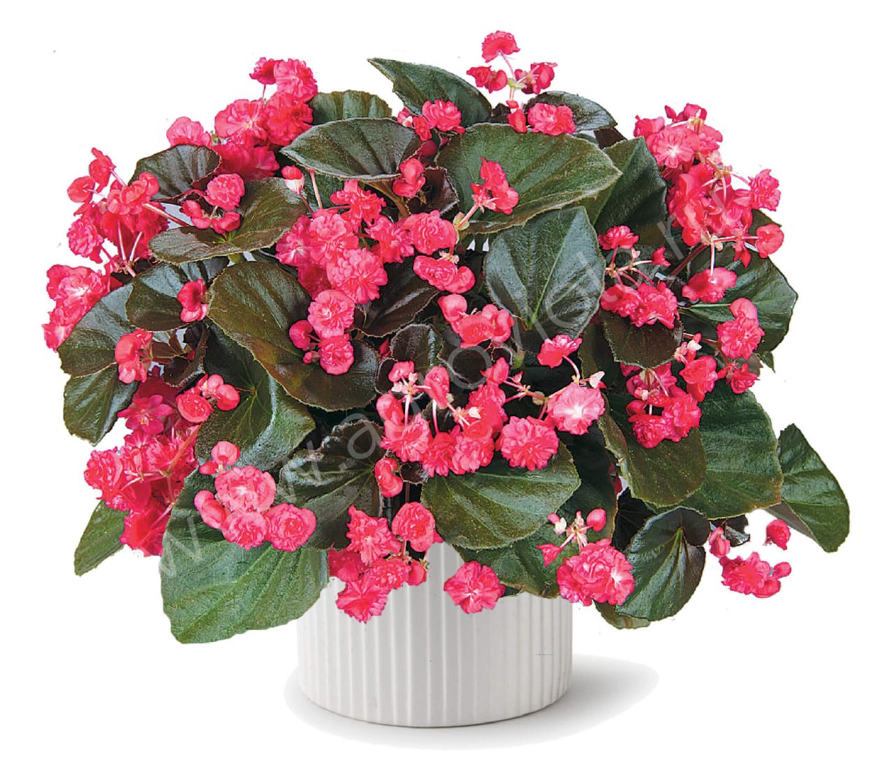 Бегония вечноцветущая Doublet Red