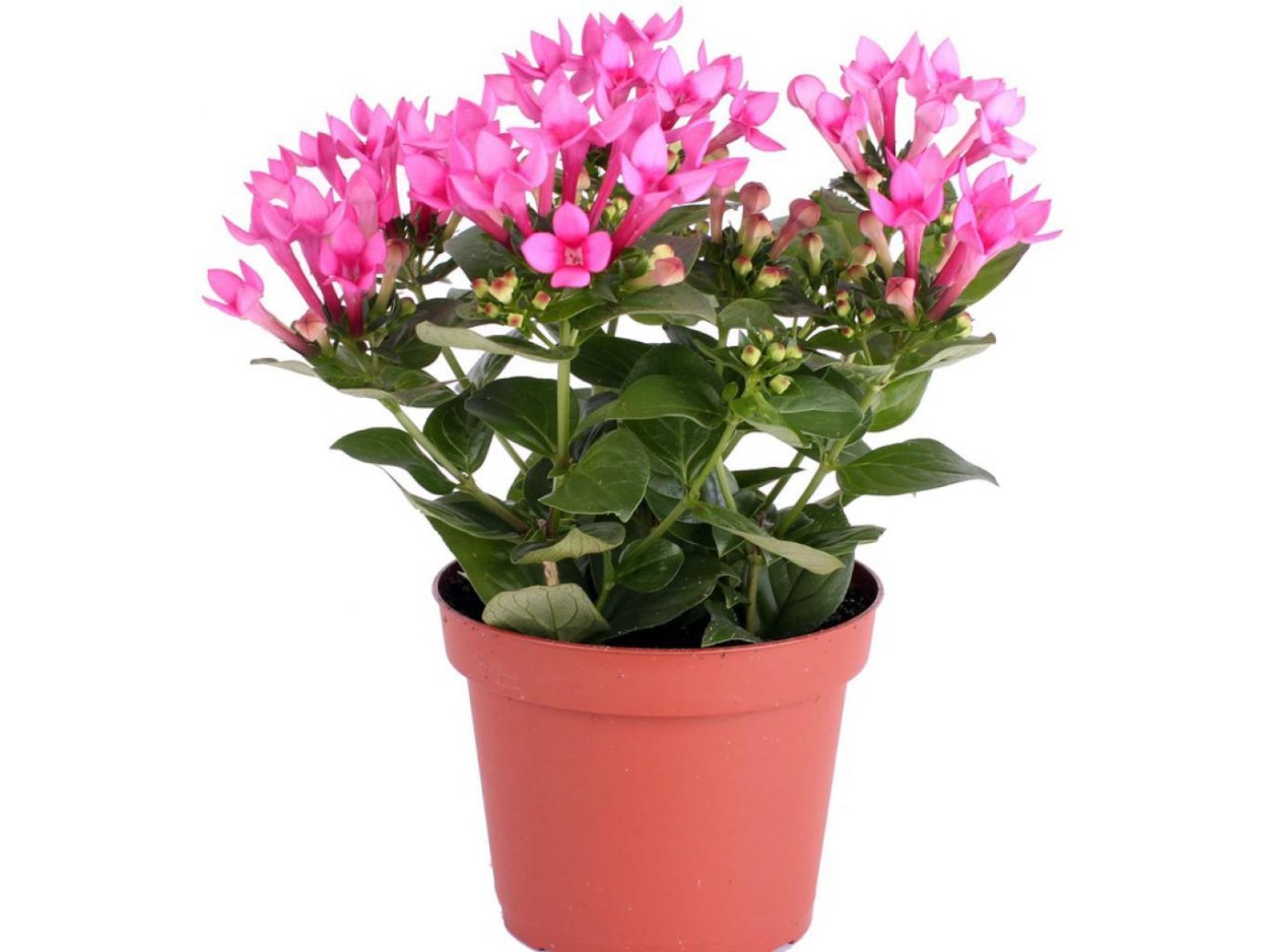 Бувардия розовая