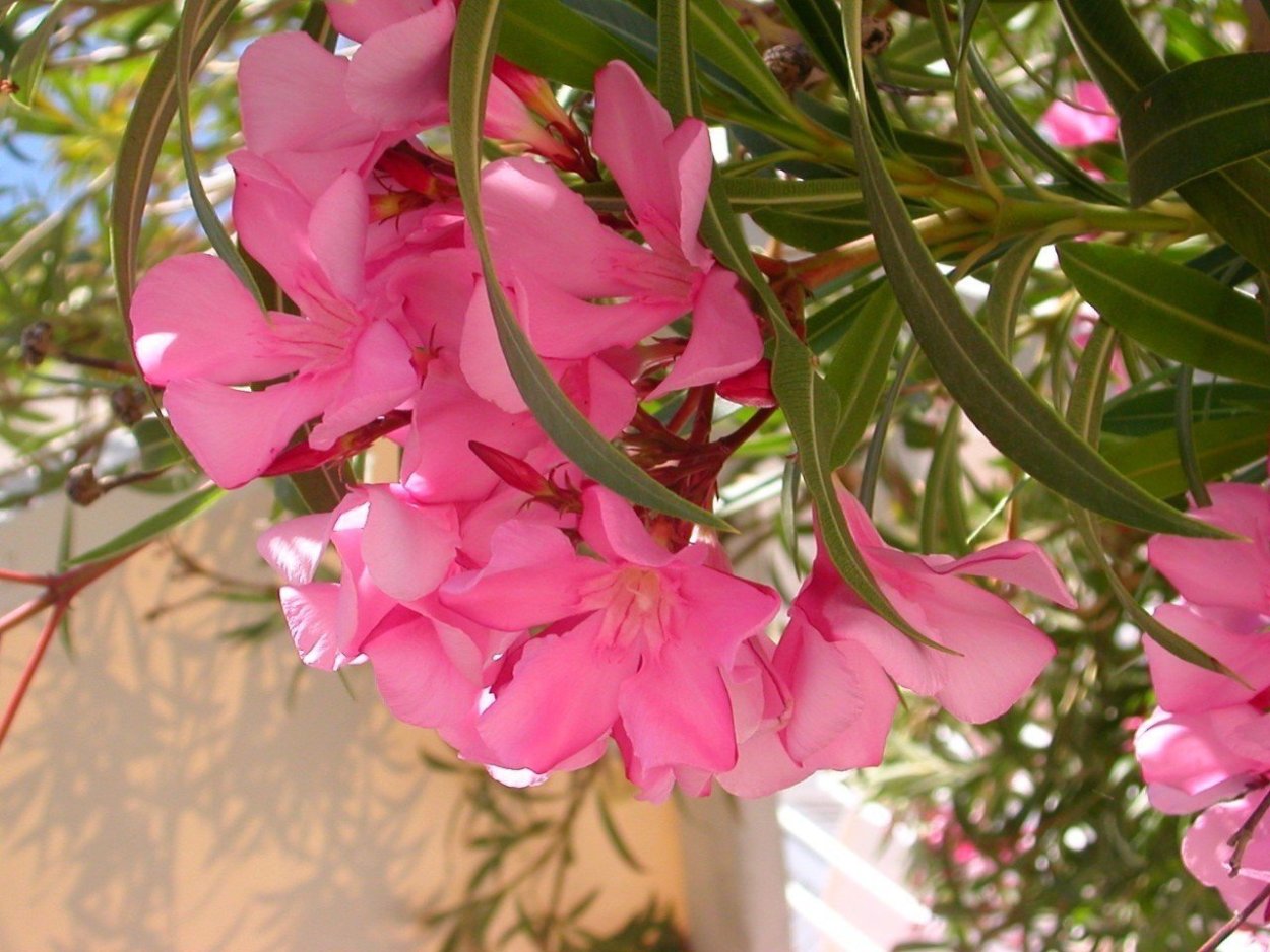 Олеандр комнатный