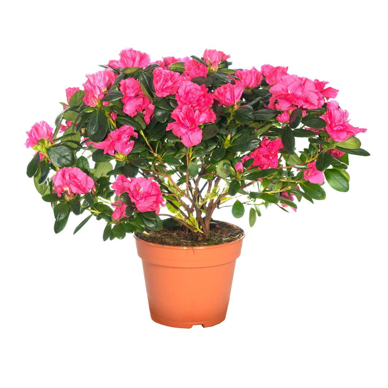 Азалия цветок