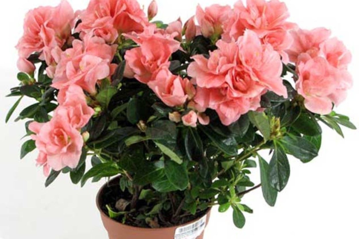 Азалия Индика микс