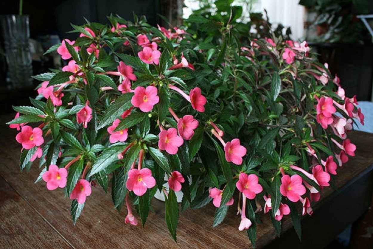 Ахименес Golden Bells